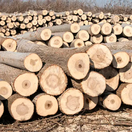 Poplar Logs, pine wood logs, spruce wood logs
