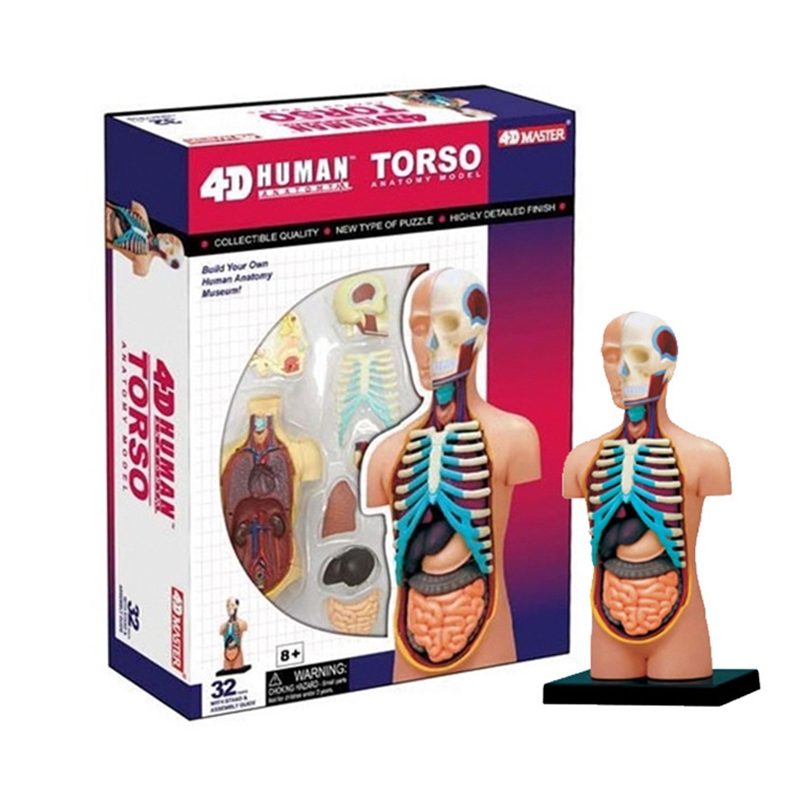 Модель человеческого торса 4D MASTER, головоломка, сборная игрушка, медицинская анатомия, модель для медицинской обучающей игрушки