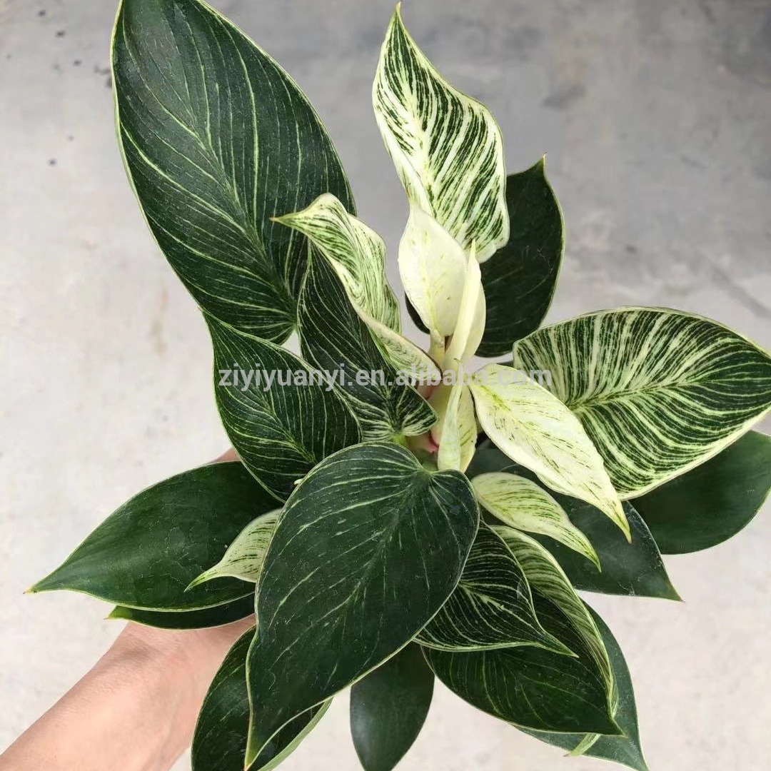 Оптовая продажа, живые растения Aglaonema, комнатный бонсай, деревянные растения philodendron 3 в 1