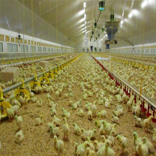How To Use Automatic Layer Chicken Poultry Farm Equipment for Egg Production Business Plan UK and India Sample