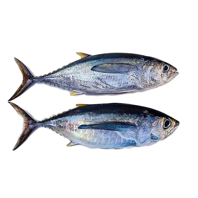 Frozen yellow fin tuna fresh fish tuna