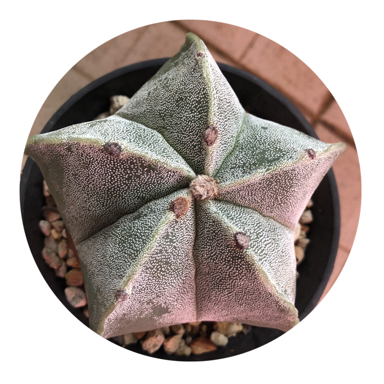 Yinsha Luan feng Yu cactus 5-6 см