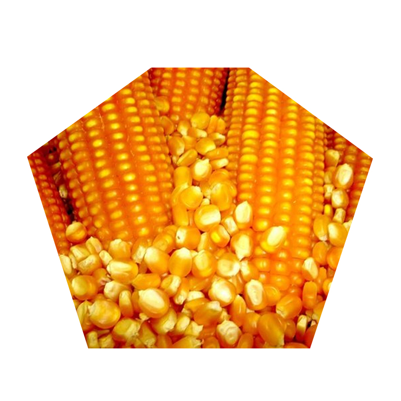Высококачественная натуральная сушеная Желтая Кукуруза New Harvest Corp, Лучшая цена, сушеная желтая кукуруза, сушеная кукуруза