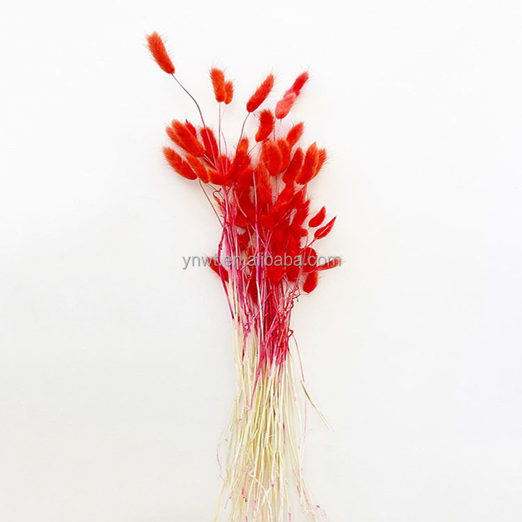 Natural Dried Tail Yunnan's Best-selling Natural Dried Flower Fugui Leaf Family And Wedding Decoration Tail Leaf