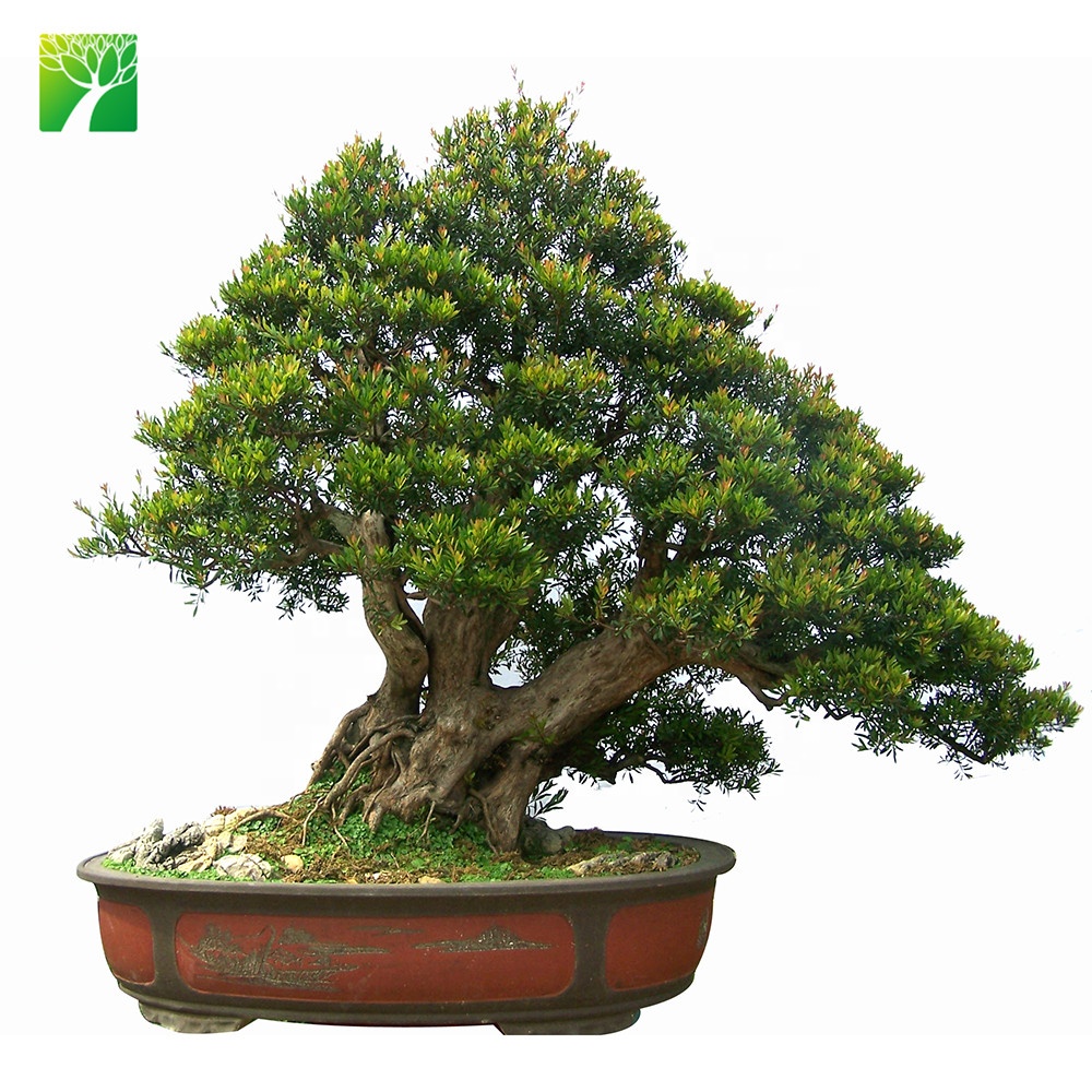 Низкая цена реальные бонсай деревья растения Syzygium buxifolium