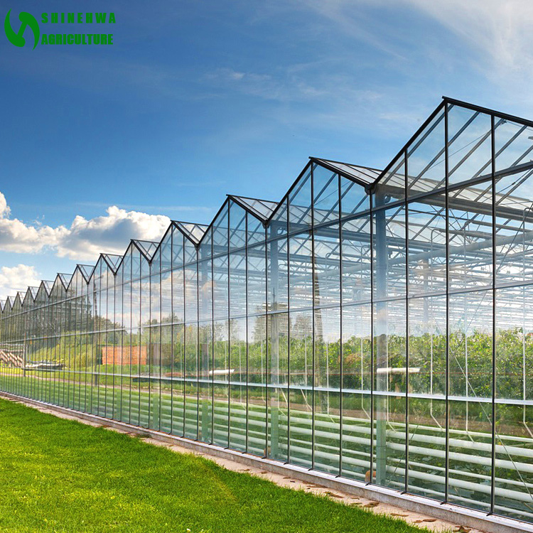 Complete glass agricultural greenhouse turnkey project with tomato hydroponic growing system