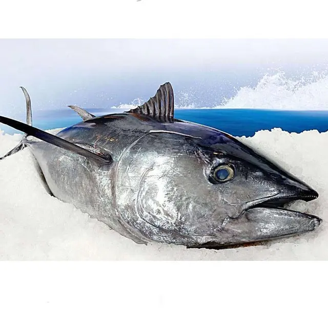 WR Frozen skipjack tuna for canned tuna fish