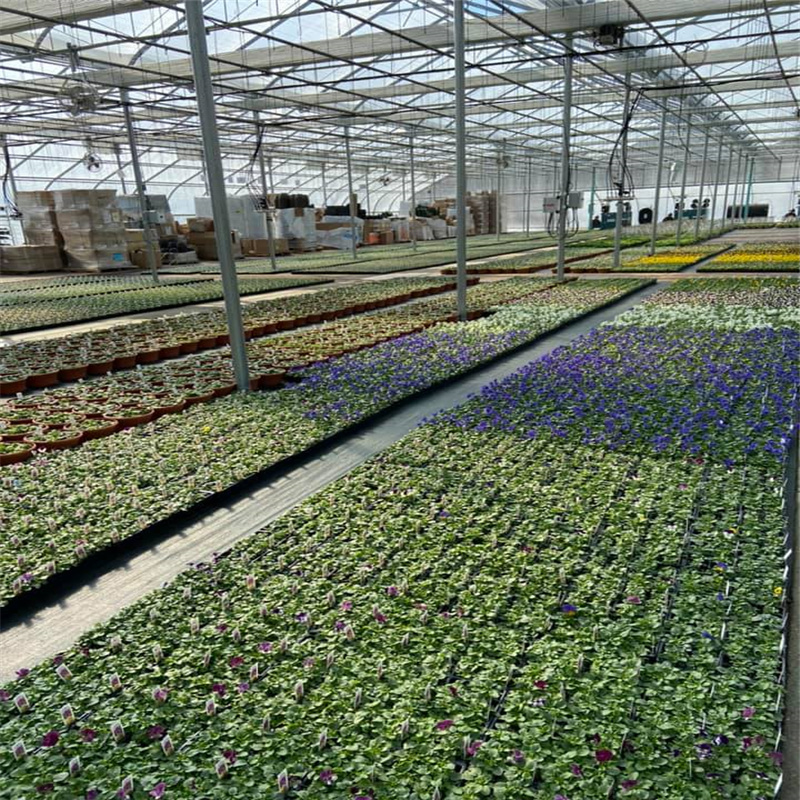 Chinese Cultural Greenhouse Multi-span Agricultural Greenhouses for Poland