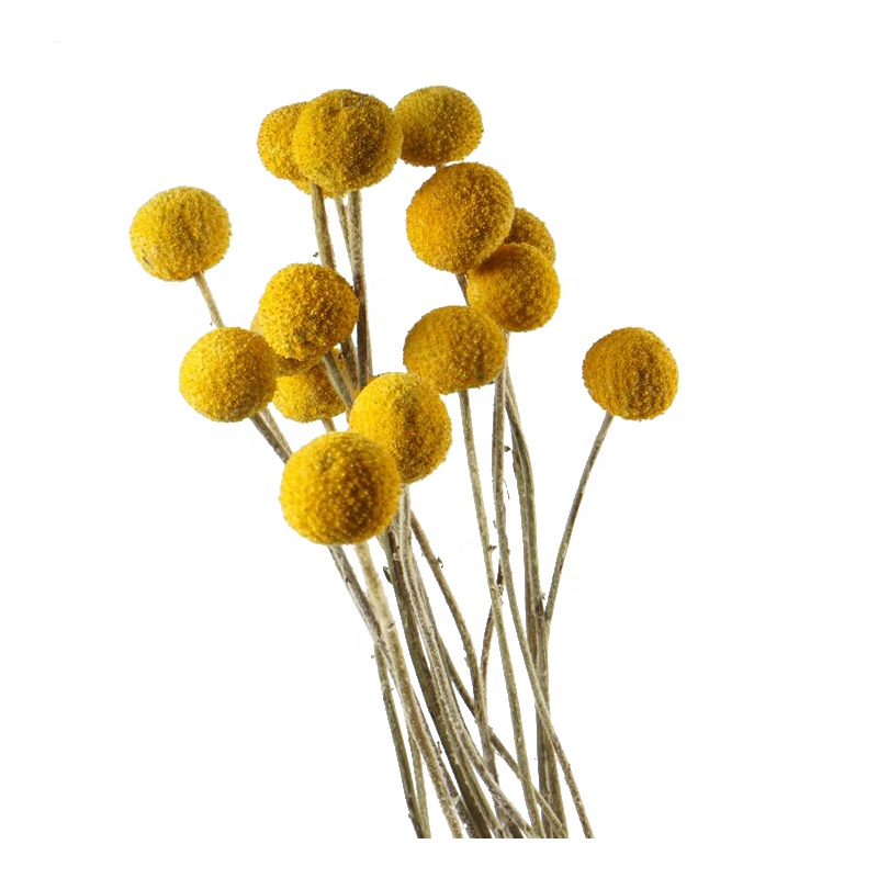 Dried natural Craspedia Billy Balls billy buttons woolly heads, yellow gold round boll flower with low factory price.