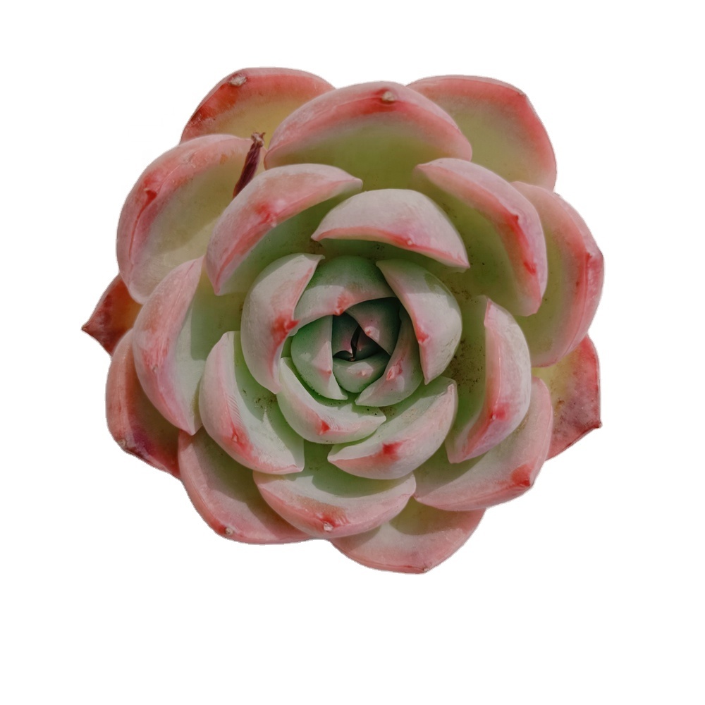 111Echeveria суккуленты растения суккуленты горшки Редкие суккуленты