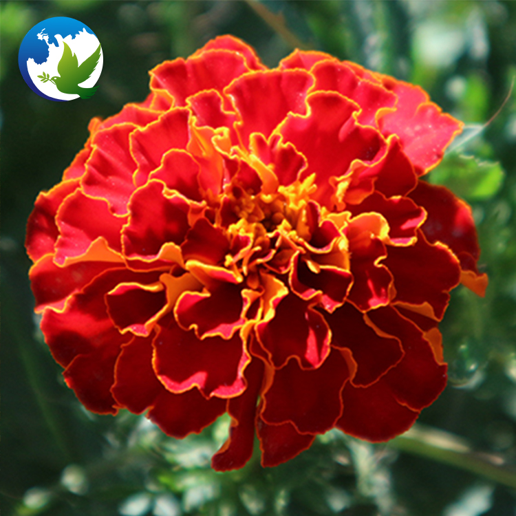 Быстрорастущие цветы Maidenhair Tagetes Patula, цветочные растения для садовых лампочек