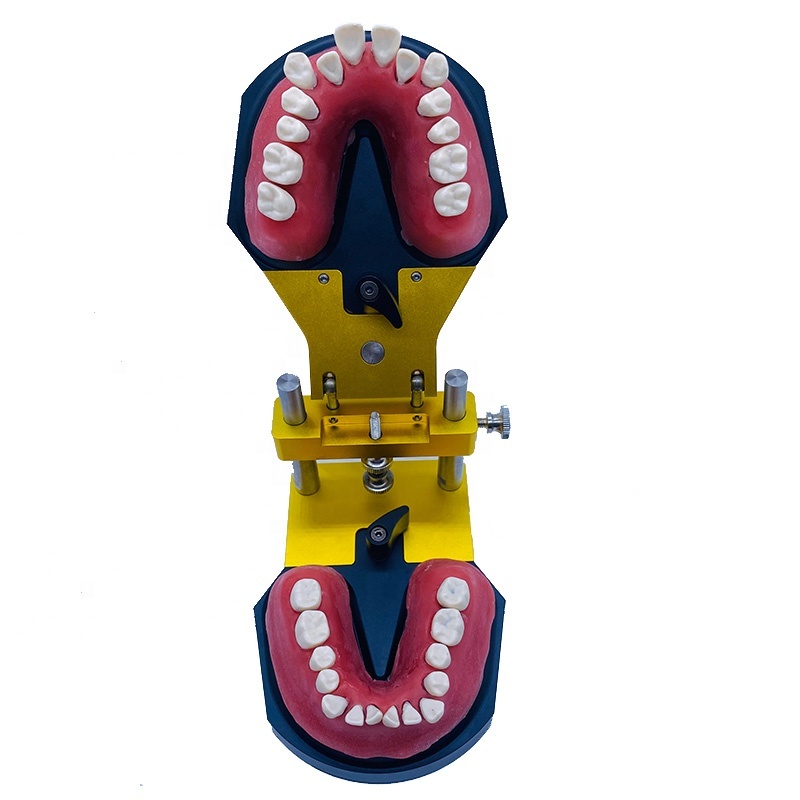 orthodontic appliance metal bracket Dental Equipment teaching All Metal Bracket Dental Teeth Model Ortho dental model model