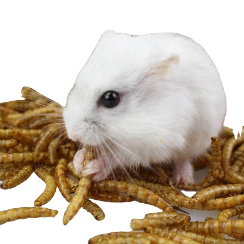 best quality insects protein food dried mealworms for Bird meal