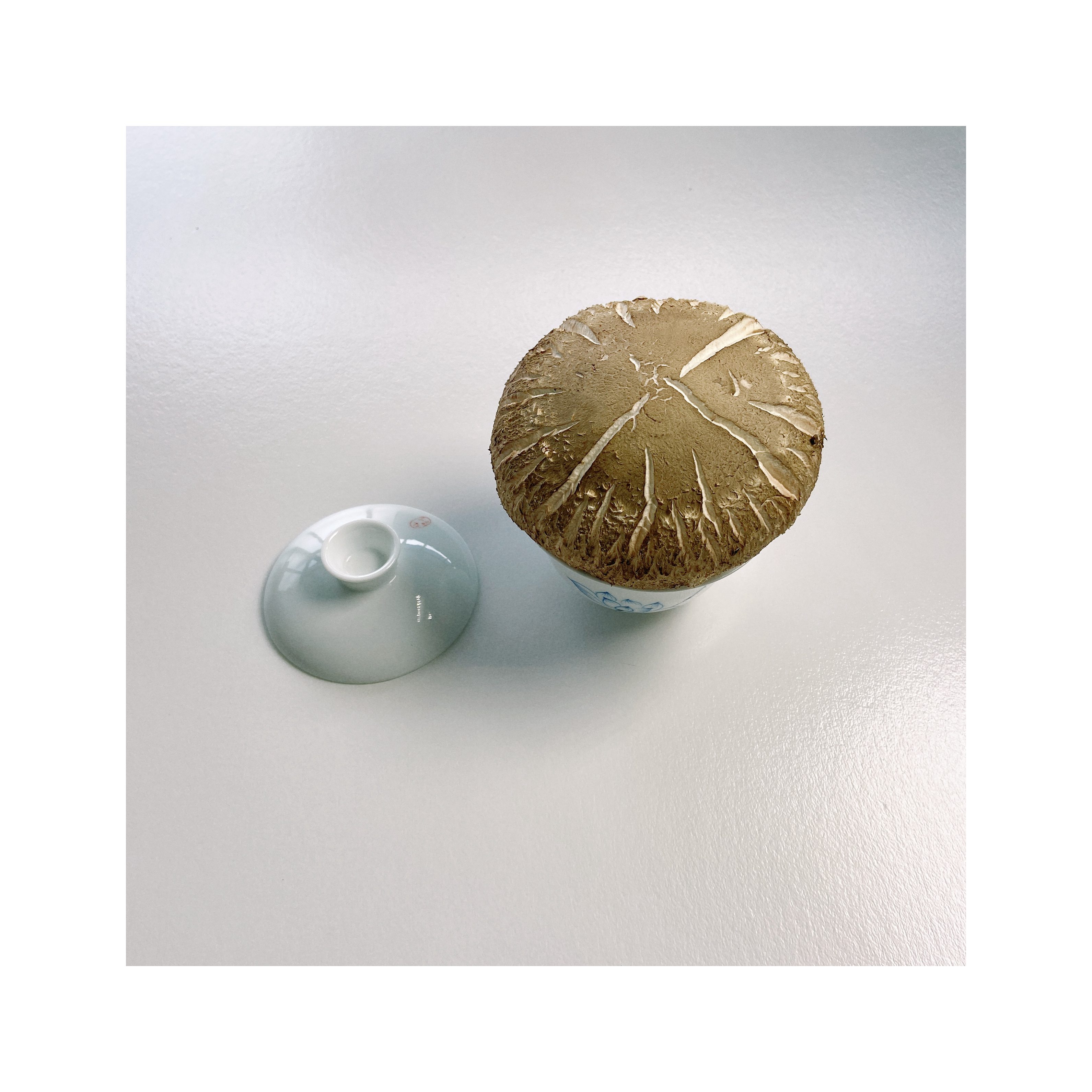 Premium Fresh Hua Mushroom Fresh Shiitake Mushroom Production