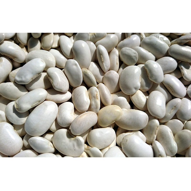 New Corp Egyptian Bean Large White Kidney Beans White Beans for Sale