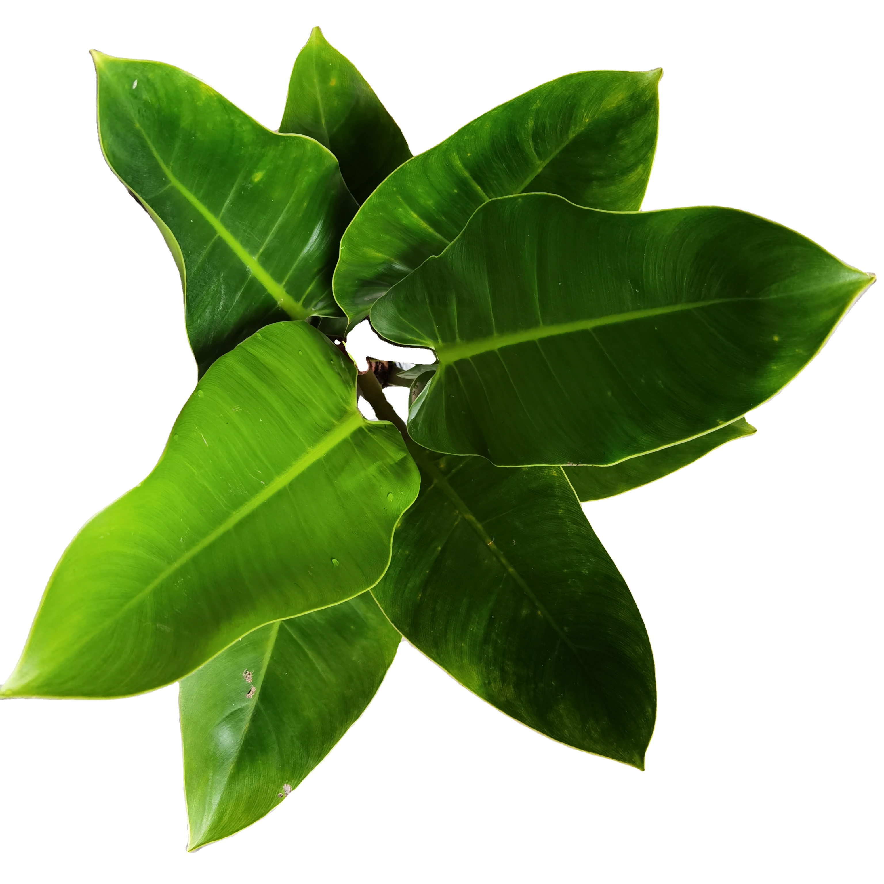 Органическое зеленое Изумрудное растение Philodendron erubescens