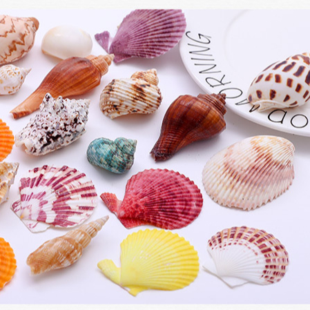 Wholesales Mixed Packing 200g Sea shell Conch For Home Wedding Party Decorations DIY Seashells Craft
