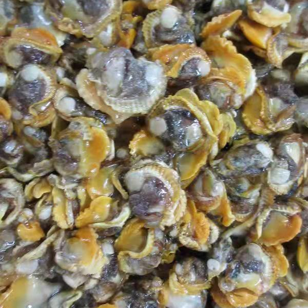 wholesale Blood clam meat Premium quality