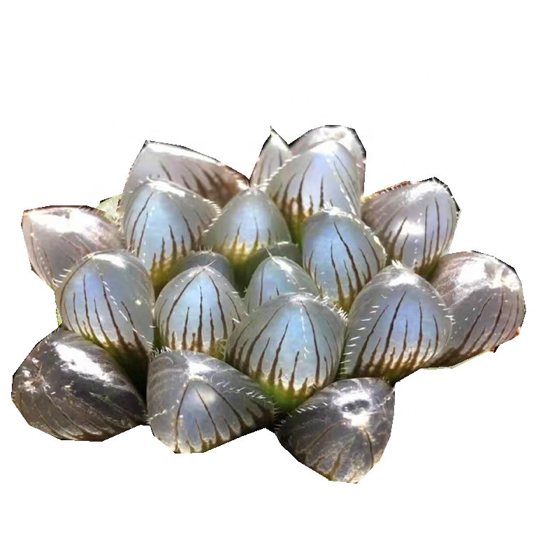 Живое растение haworthia, древесное растение, натуральные Редкие горячие продажи, мини-суккуленты, кактус Haworthia obtusa
