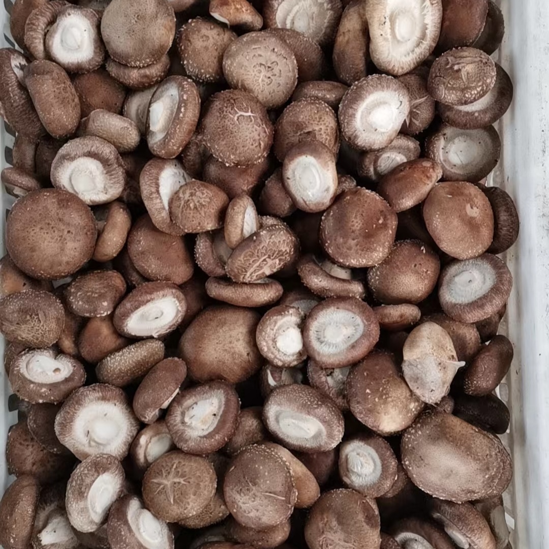 Fresh mushroom