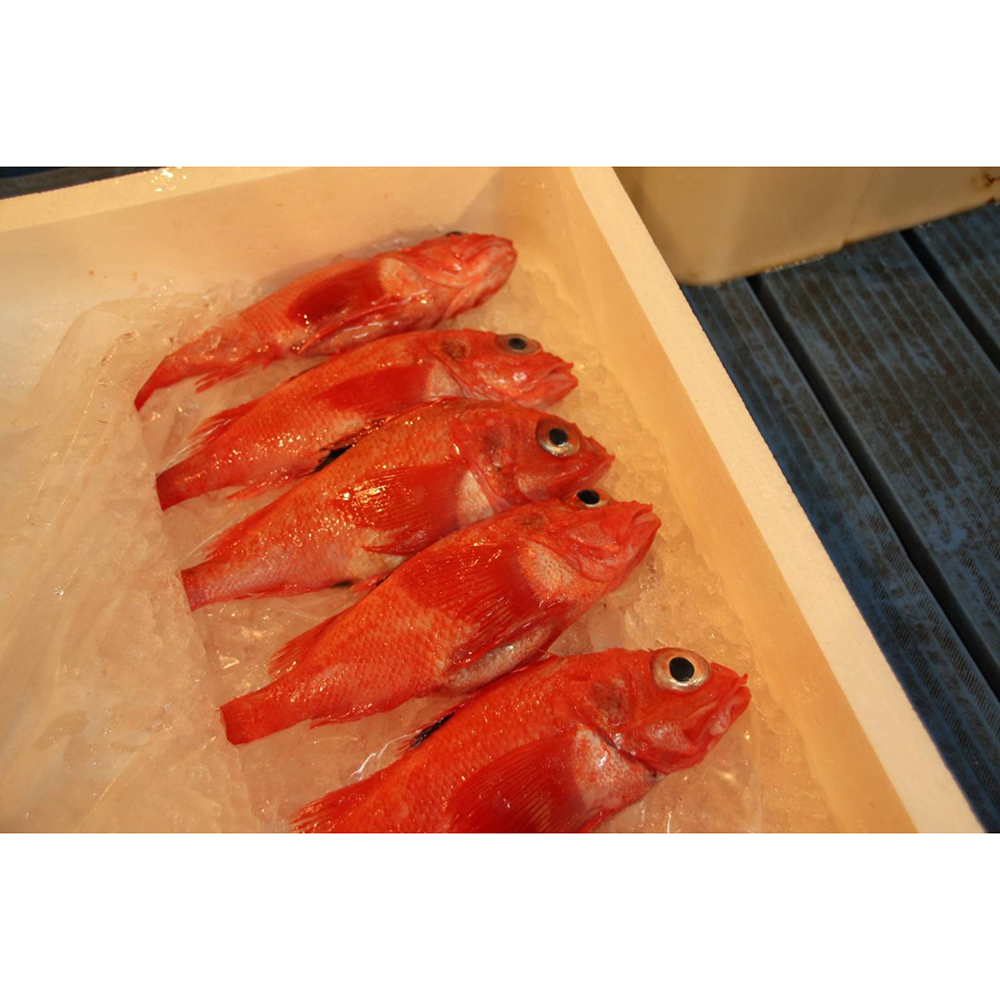 Japanese quick frozen or refrigerated quality fish seafood live