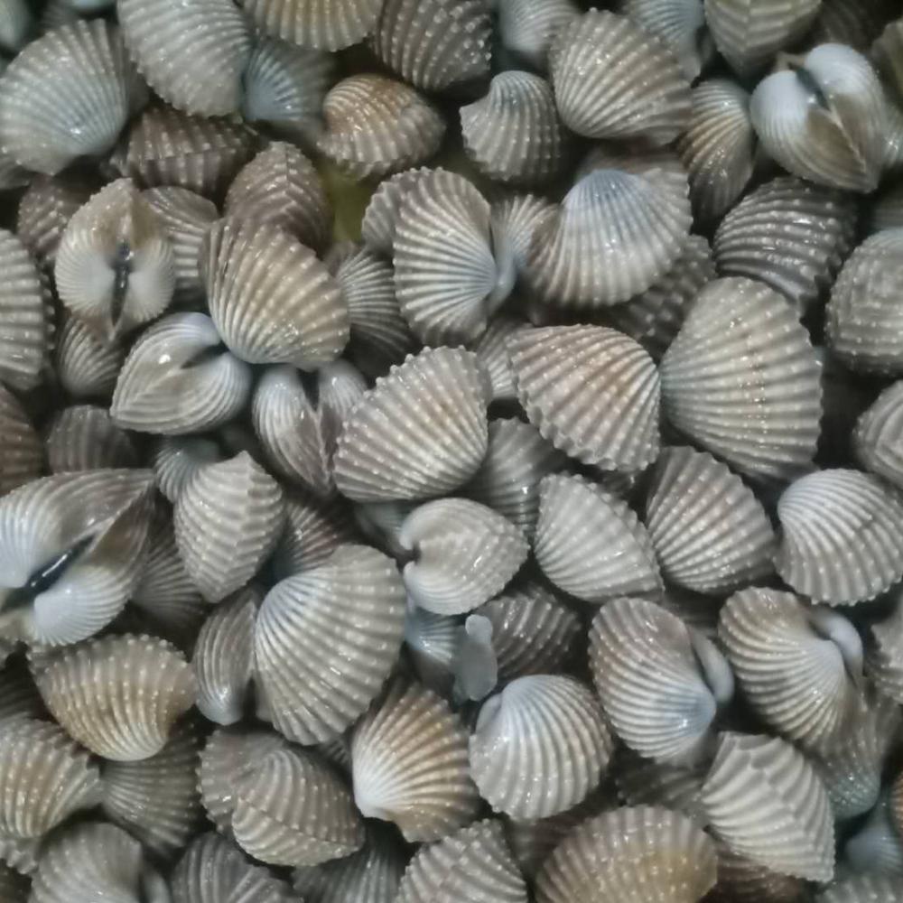 Замороженные моллюски из Индонезии, морепродукты