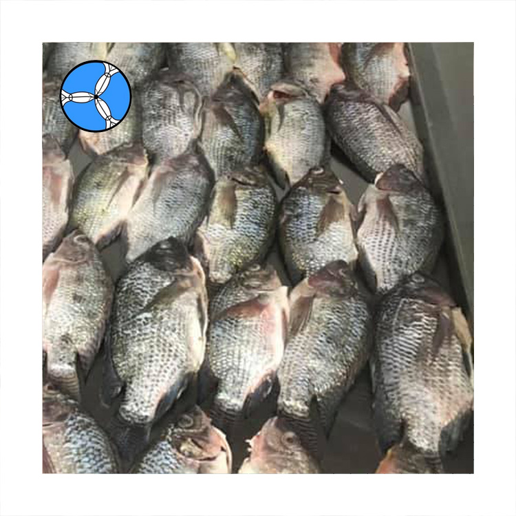 Морепродукты SANFENG, замороженная Тилапия, рыба целая круглая
