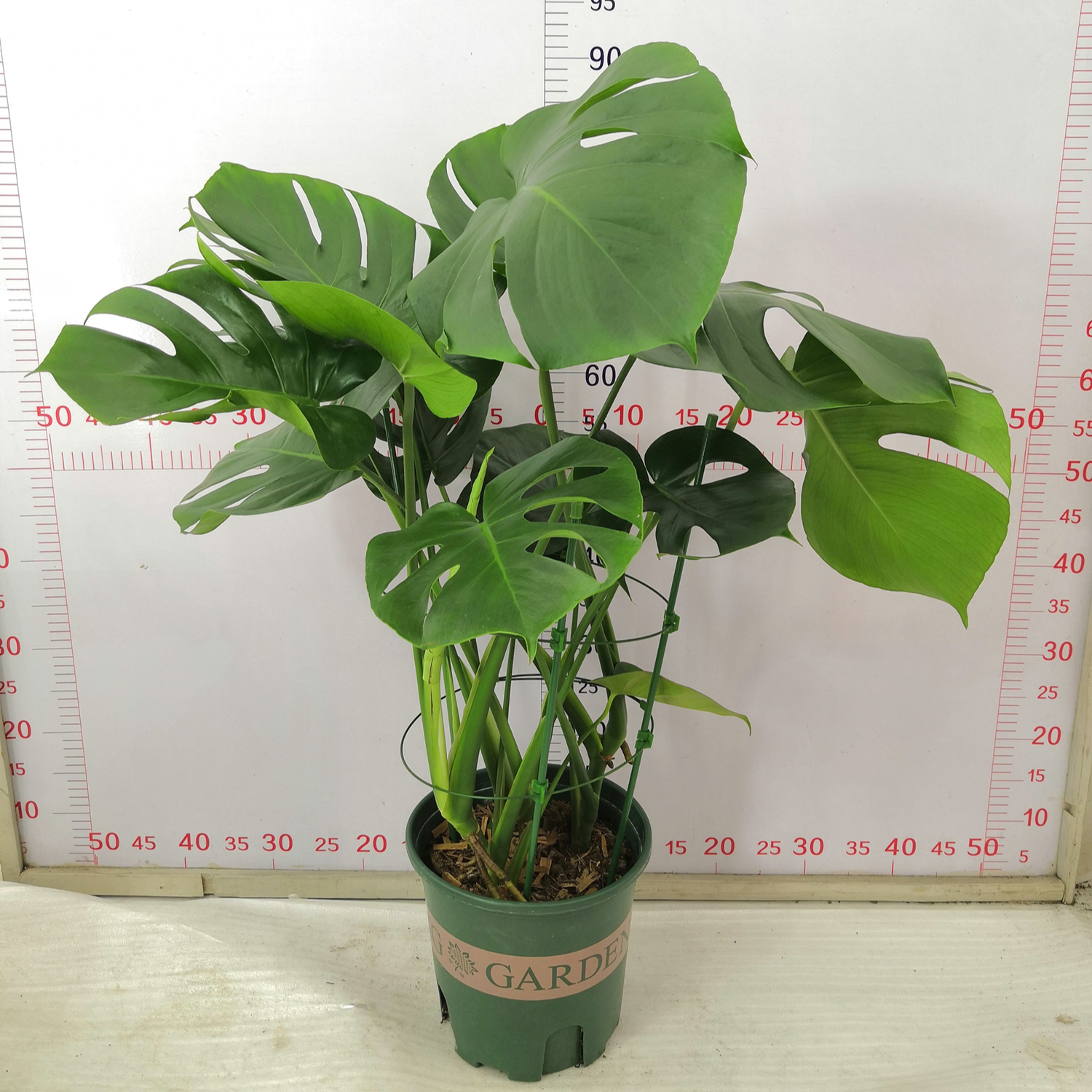 Monstera (Швейцарская Сырная установка)