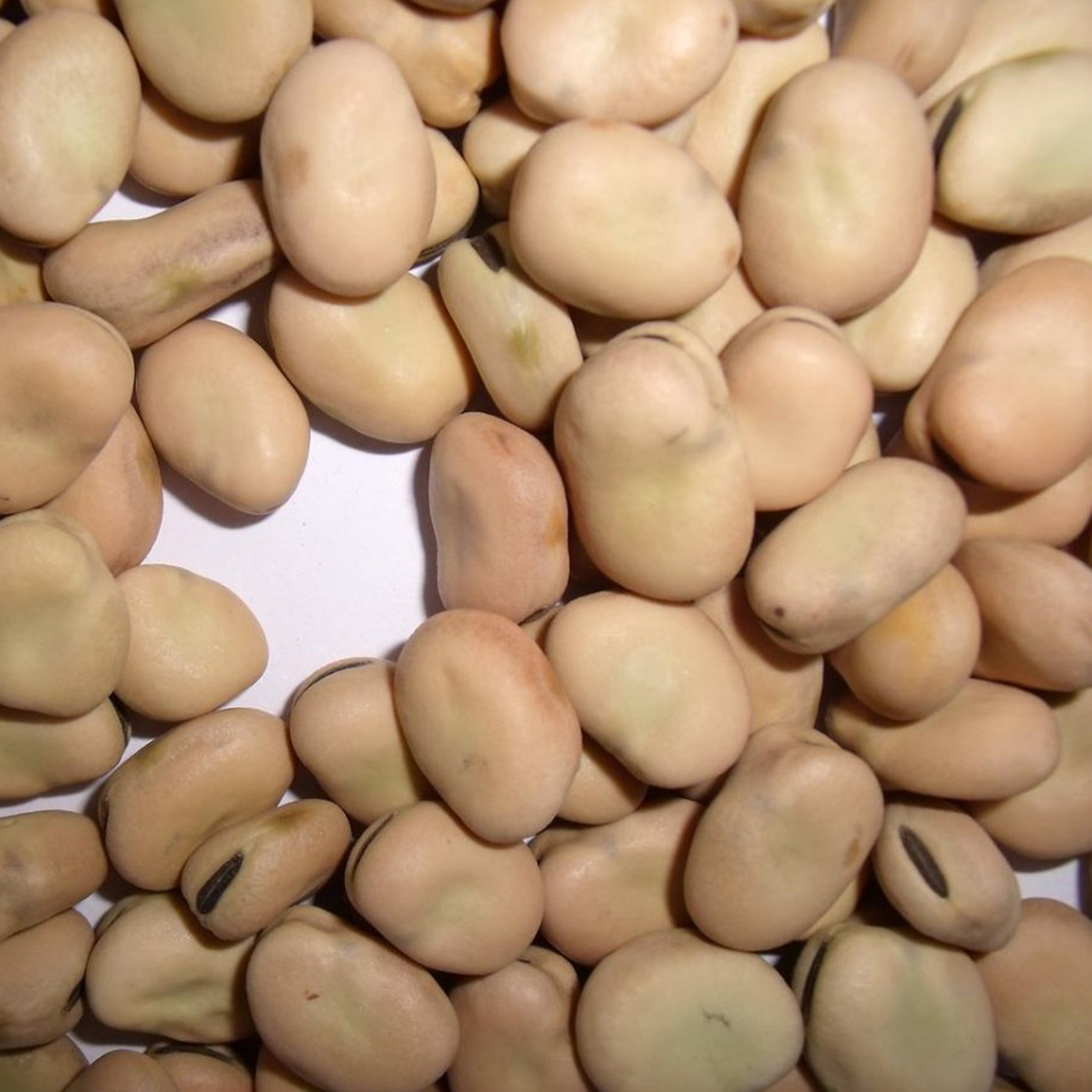 Белый кормовые бобы vicia faba из Китая потребления пищевых продуктов