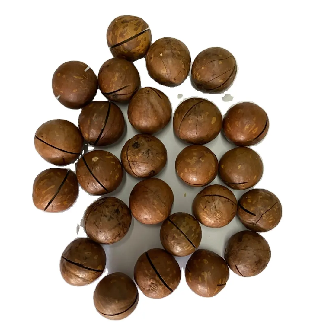 Large size macadamia nuts roasted macadamia nut prices wholesale