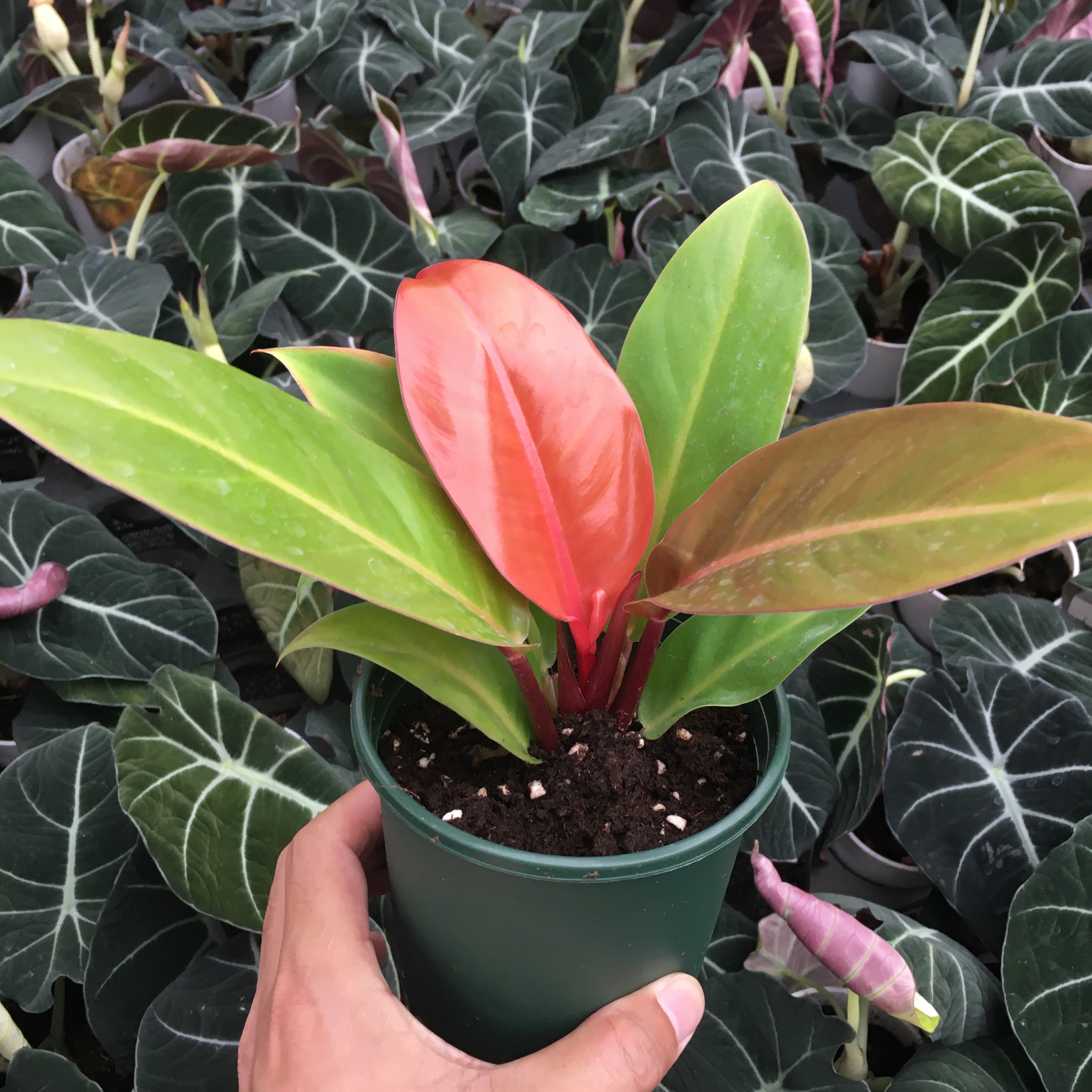 Оптовая продажа по лучшей цене, древесное растение императора Yangguan Philodendron