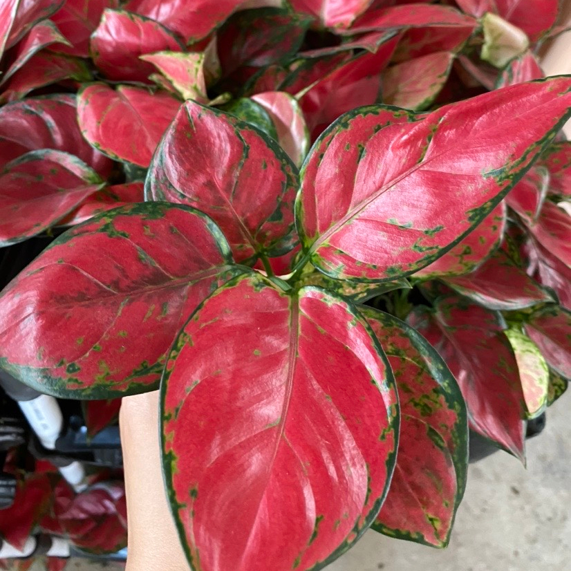 Живое растение Aglaonema, натуральные растения, украшение для дома, Таиланд, красный