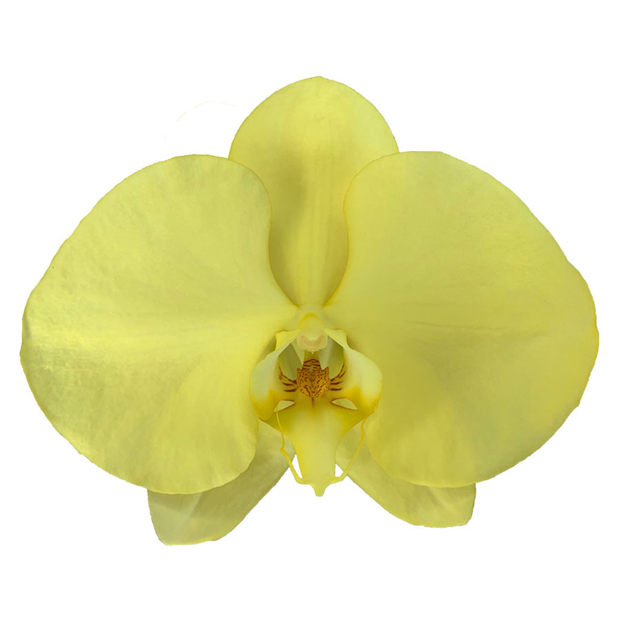 Wholesale Cheap Phalaenopsis Orchid Preserved Flowers Yellow Orchids