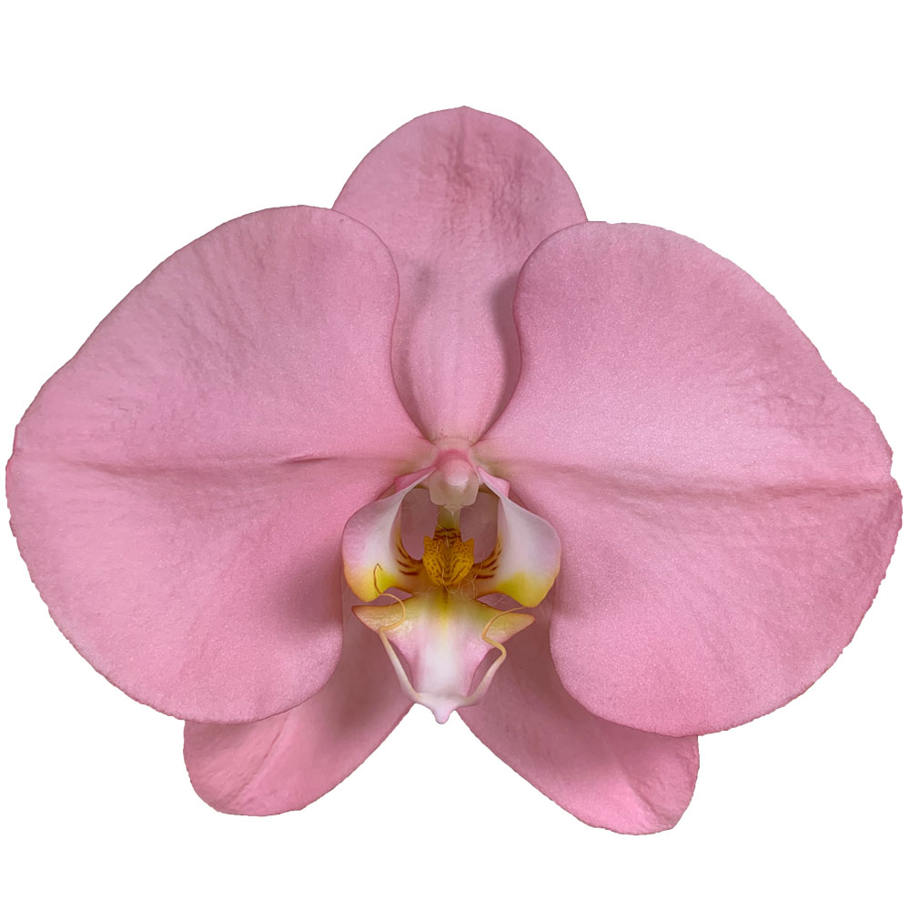 Customizable Designed Colorfu Phalaenopsis Fresh Cut Flowers Phalaenopsis