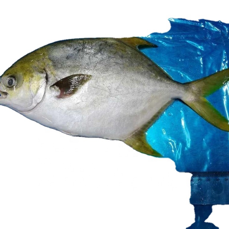 Горячая Распродажа, морепродукты, рыба, замороженный Золотой помлад