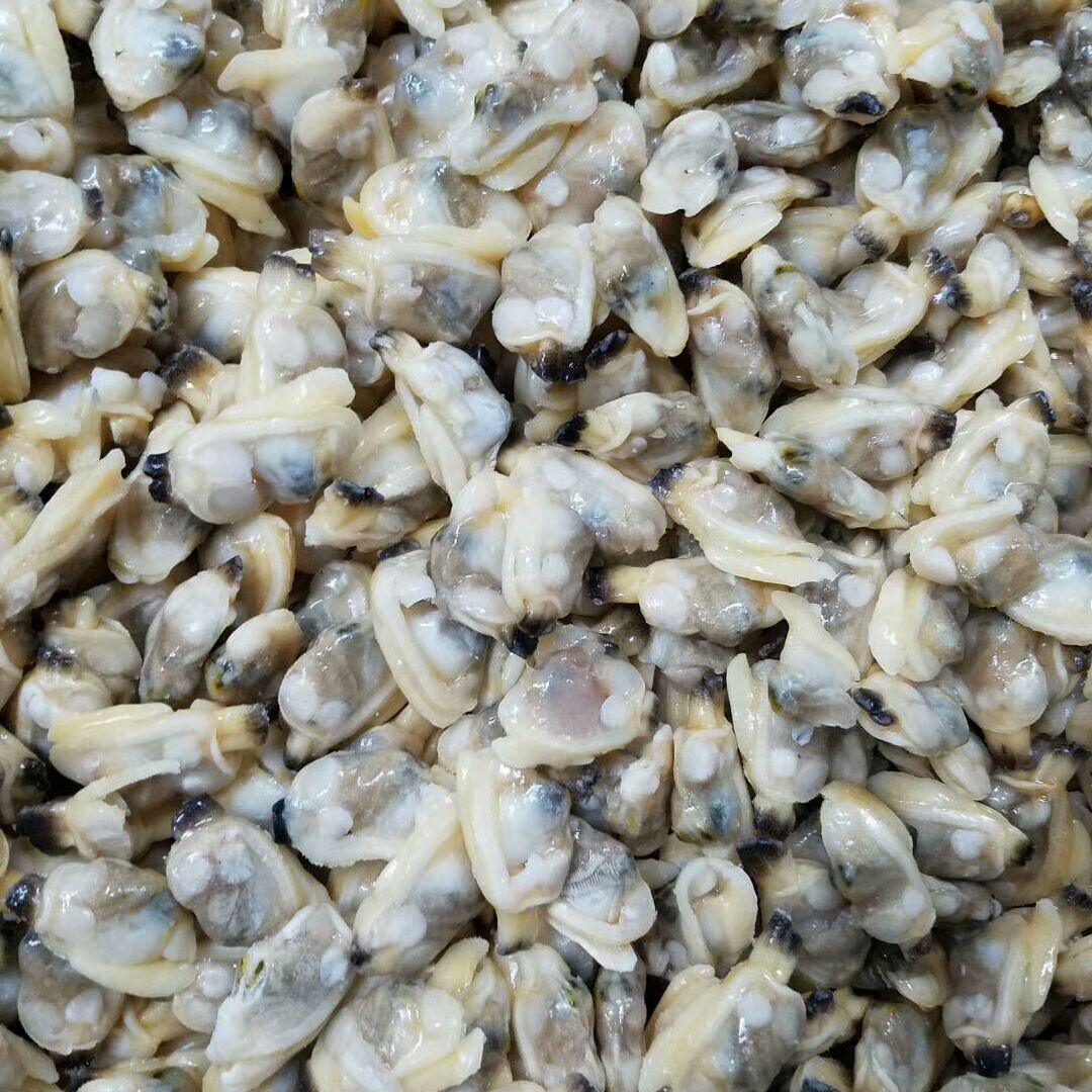 fresh live giant clams for sale