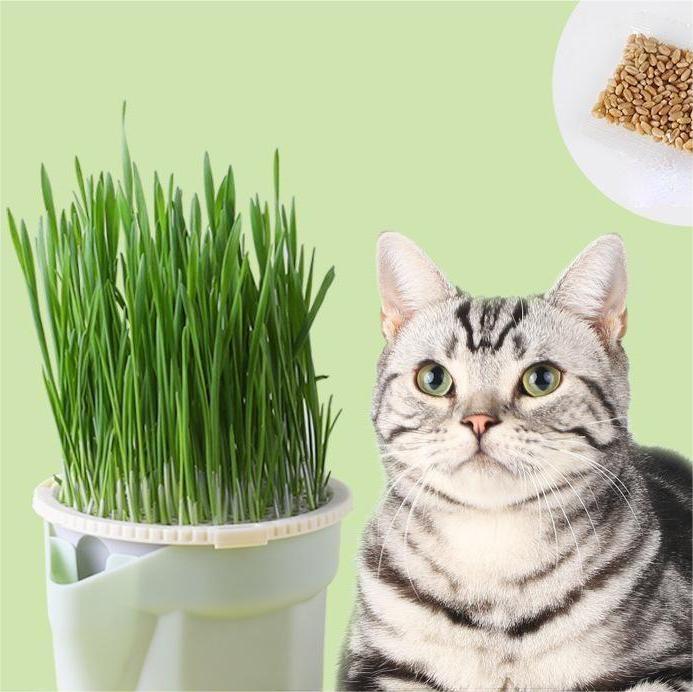 Хит продаж, чашка для ленивого кота, беспочвенная водная культура, трава для кошек, трава для здоровья, закуска, трава