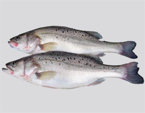 Китай, высокое качество, рыба, замороженные морепродукты, цельная замороженная морская рыба окунь