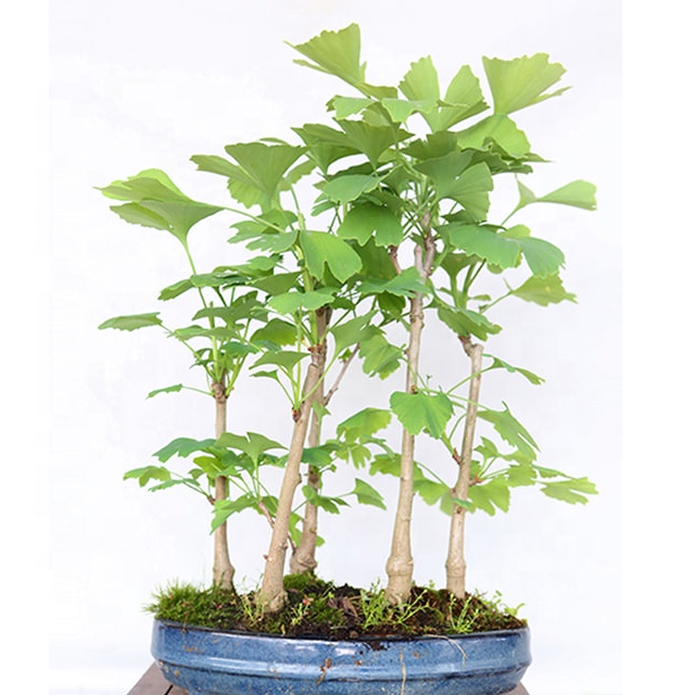China factory price real bonsai tree plants indoor decoration Ginkgo Acer Rhododenron