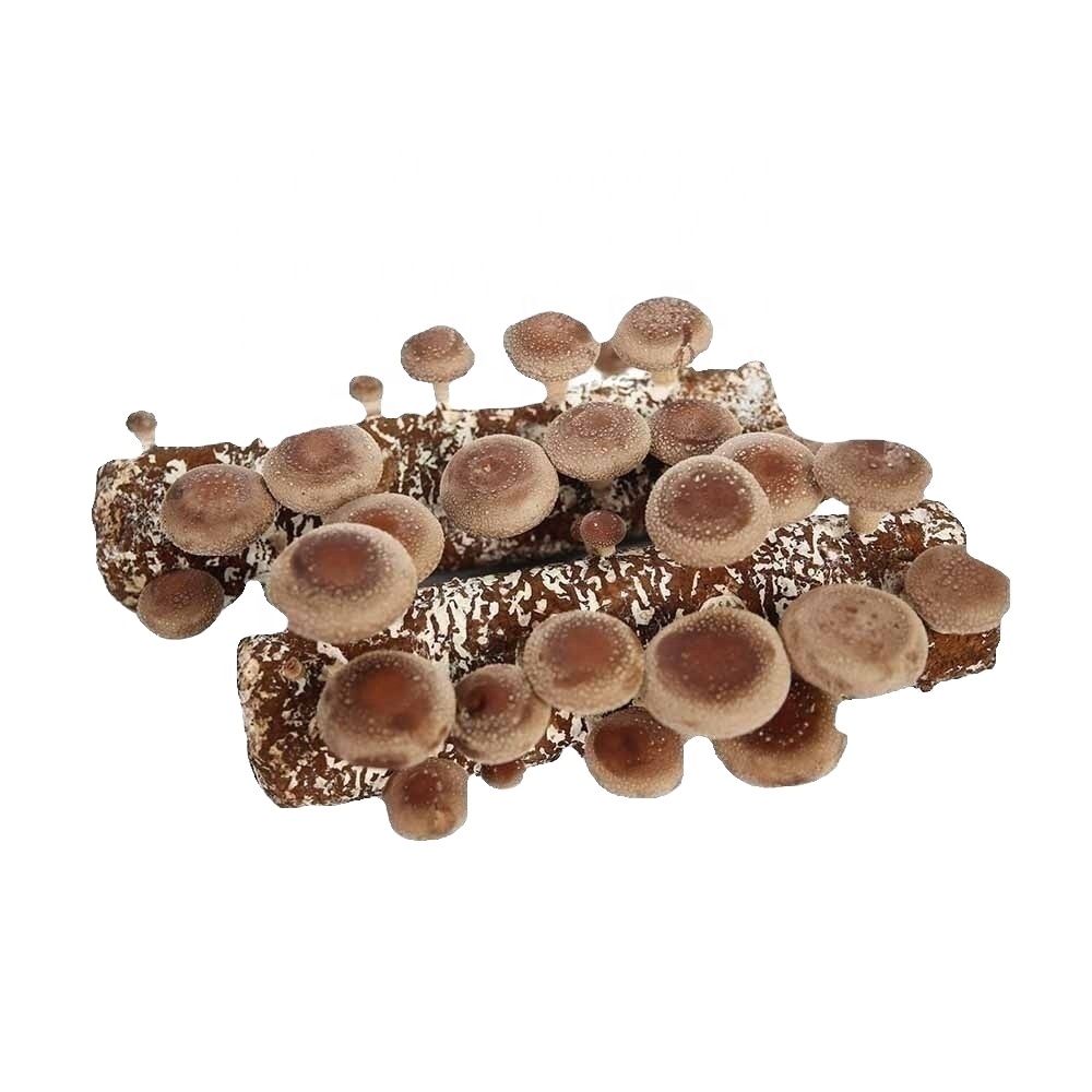 Mature Easy to grow mushroom spawn