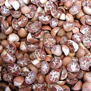 Индонезия BETEL NUT RAW, лучший вкус