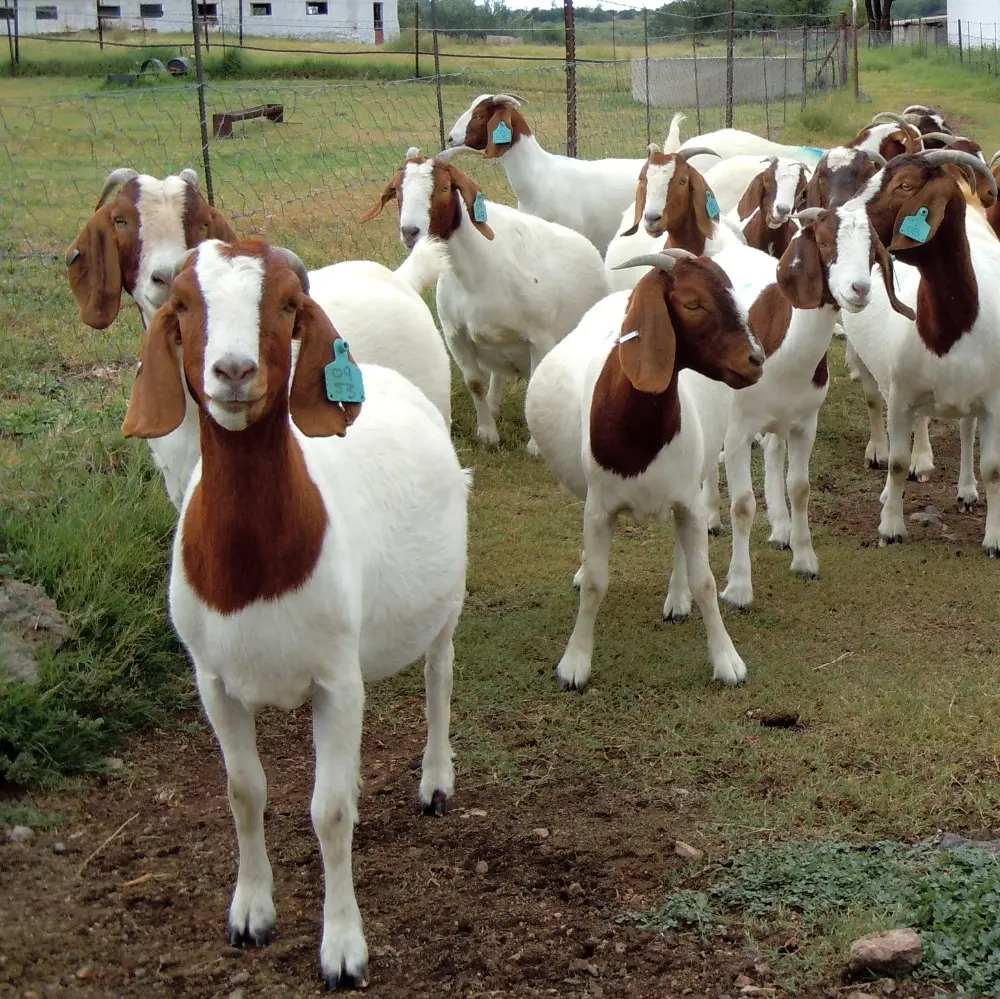 Live Boer Goat For Sale |Healthy Pure Breed Live Sheep For Sale