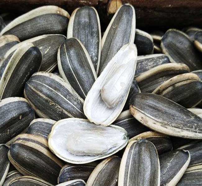 Go Raw Sunflower Seeds with Salt, SEEDS Roasted and Salted Ranch Sunflower Seeds
