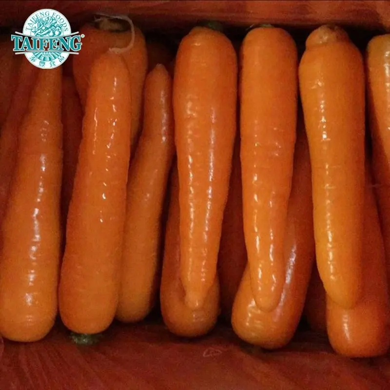 S 80-150g /M 150-200g New crop china carrot export to Gulf market