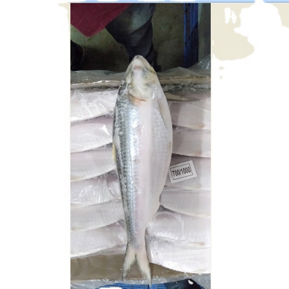 Замороженная рыба HILSA