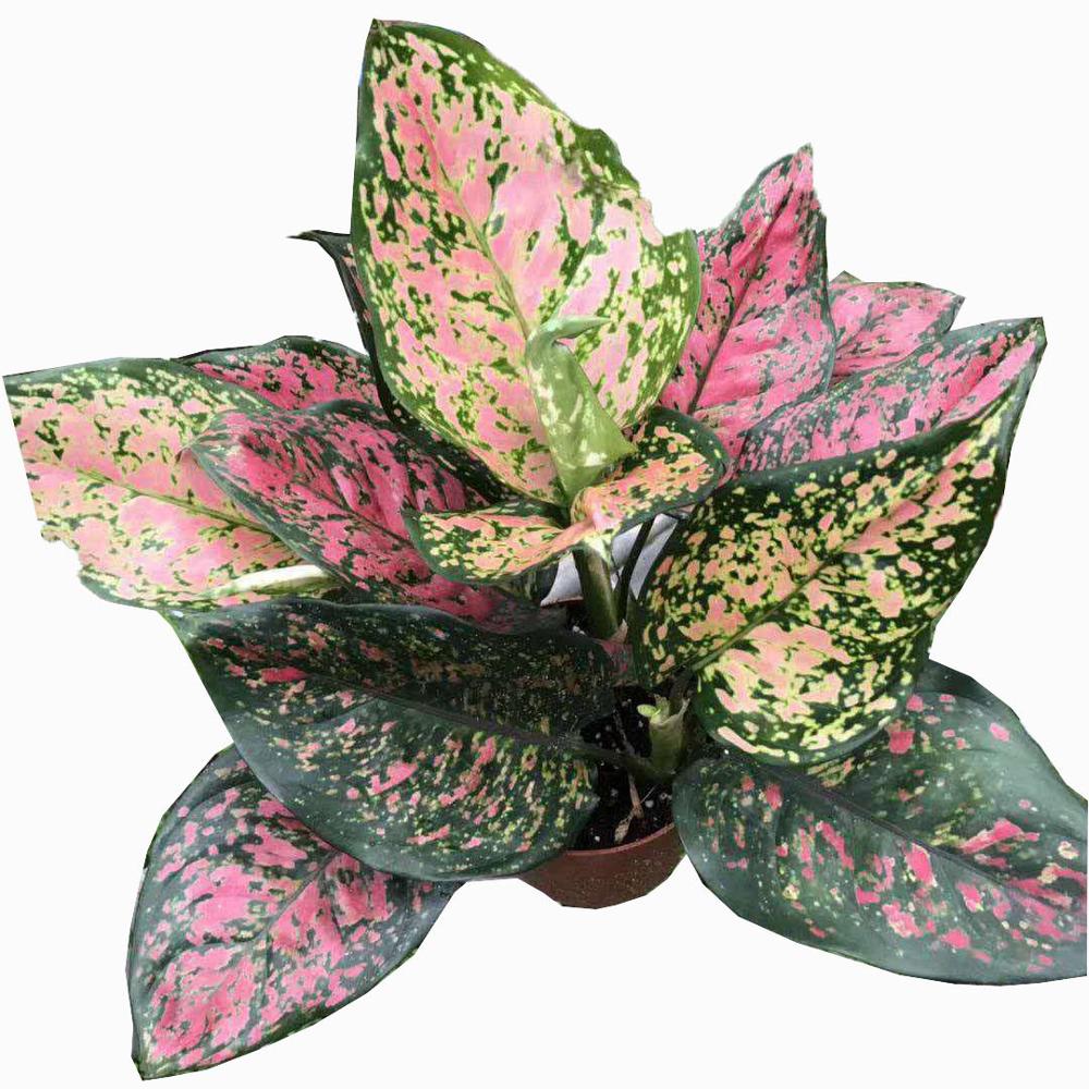 Лидер продаж, высокое качество, растения aglaonema, горшок бонсай, настоящие растения