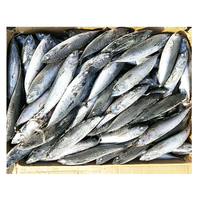 whole small size frozen bonito seafood WR tuna fish from China
