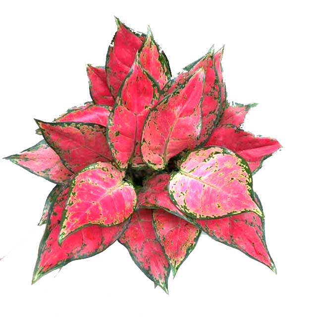 Aglaonema spp. Комнатные комнатные растения и цветы, очищающие воздух и поглощающие формальдегид