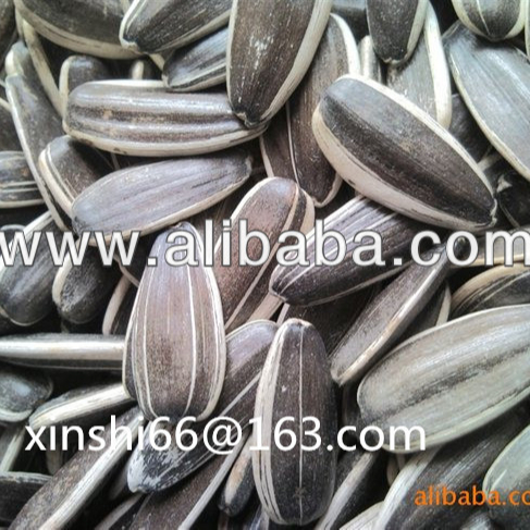 Roasted salted sunflower seeds