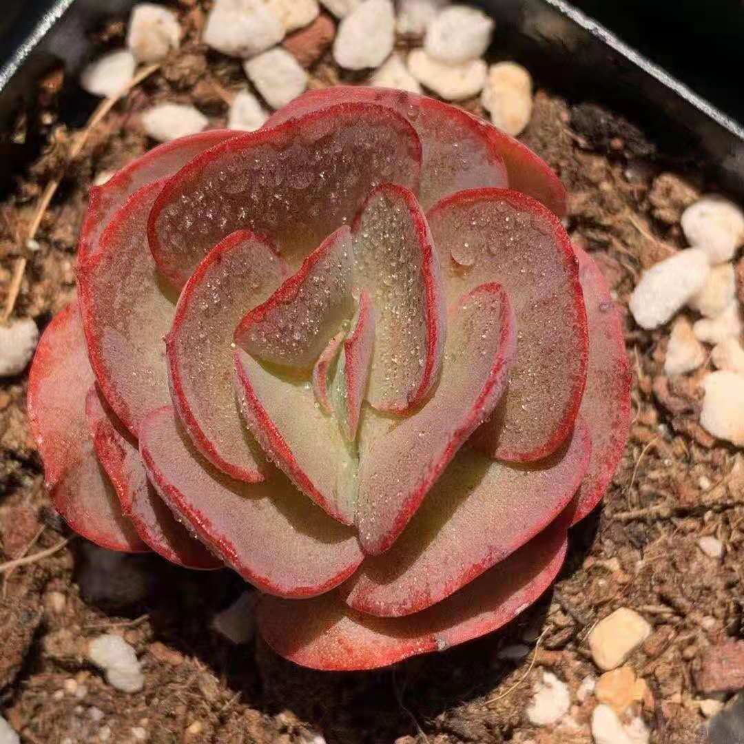LG 017 Echeveria Suyeon 6.5cm pot Live Succulent live Plant woody plant cactus bonsai indoor plant gardening Flora